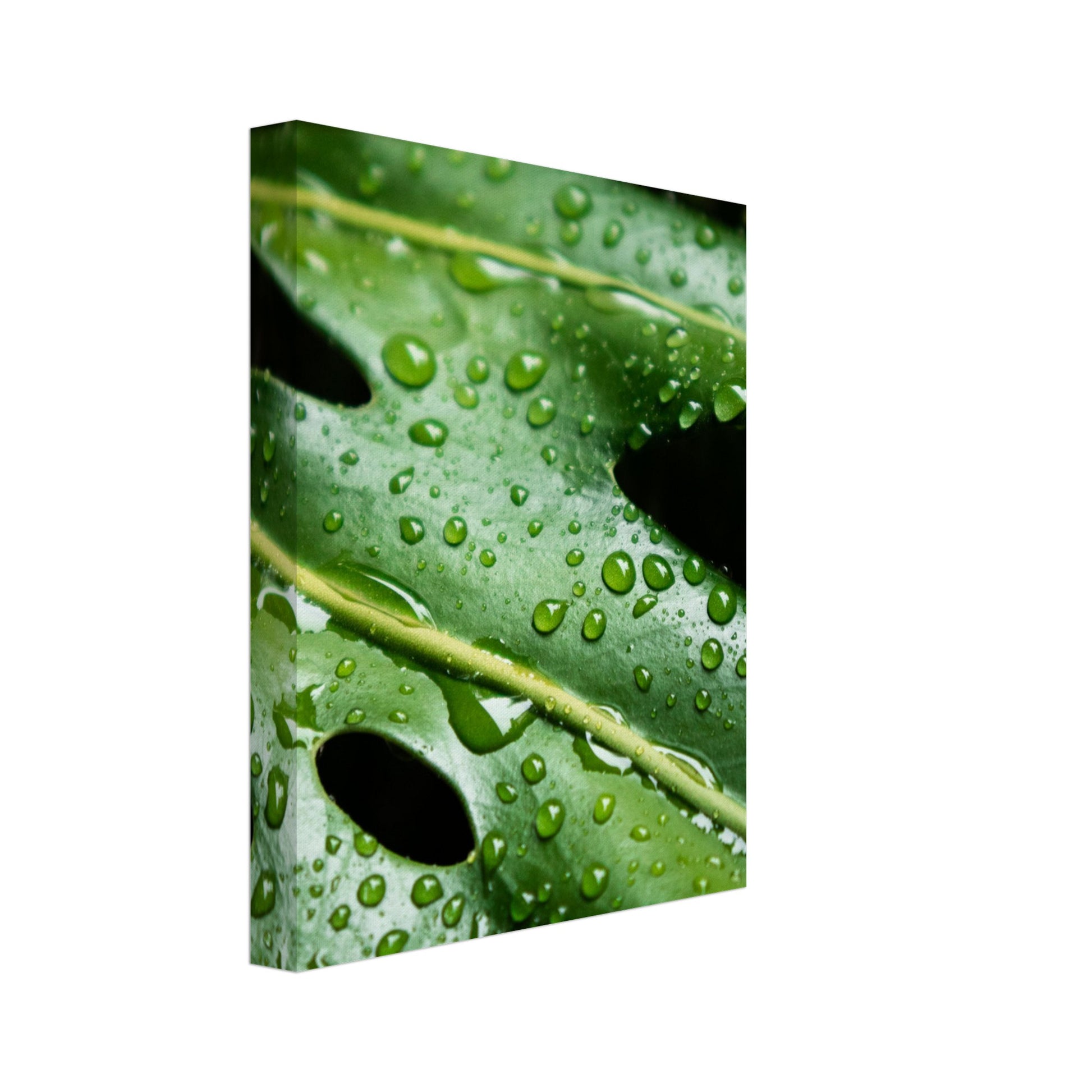 Tropical Monstera Leaf with Rain Drops - Nature Canvas Wall Art Print Option 3