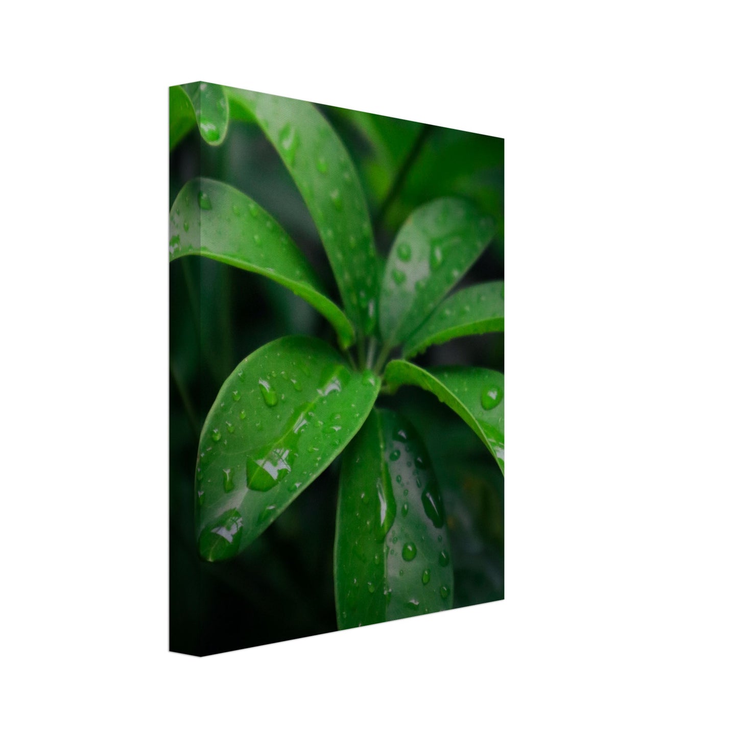 Vibrant Green Tropical Leaves with Rain Drops - Nature Canvas Wall Art Print Option 2