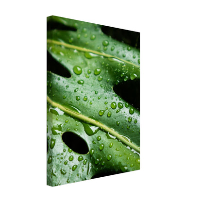 Tropical Monstera Leaf with Rain Drops - Nature Canvas Wall Art Print Option 2