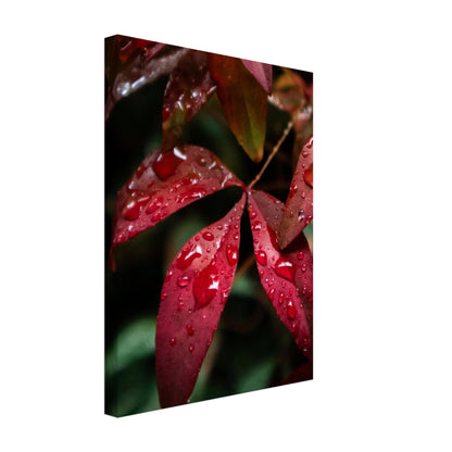 Rich Red Autumn Leaves with Rain Drops - Nature Canvas Wall Art Print Option 3