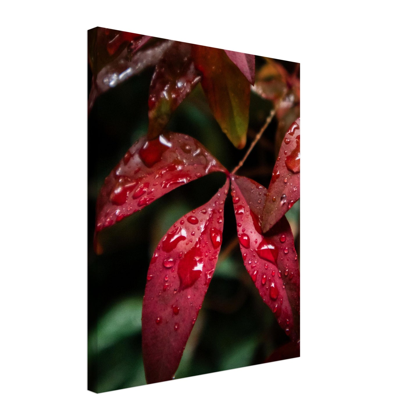 Rich Red Autumn Leaves with Rain Drops - Nature Canvas Wall Art Print Option 1