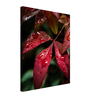 Rich Red Autumn Leaves with Rain Drops - Nature Canvas Wall Art Print Option 1