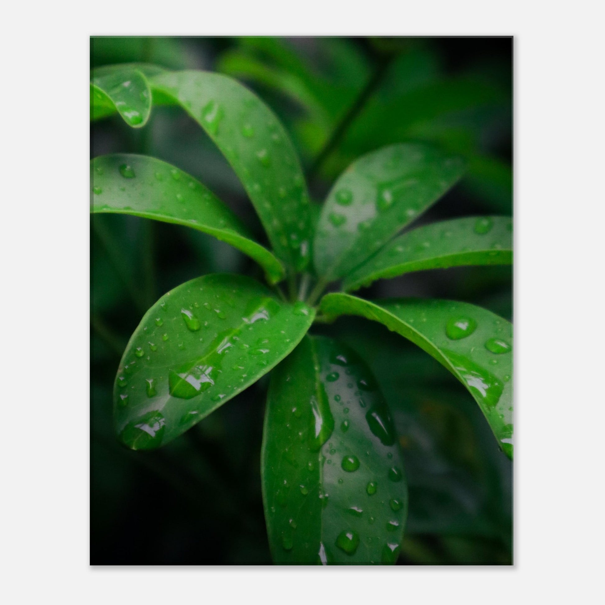 Vibrant Green Tropical Leaves with Rain Drops - Nature Canvas Wall Art Print Front View