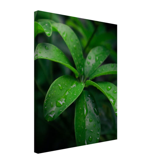 Vibrant Green Tropical Leaves with Rain Drops - Nature Canvas Wall Art Print Option 1