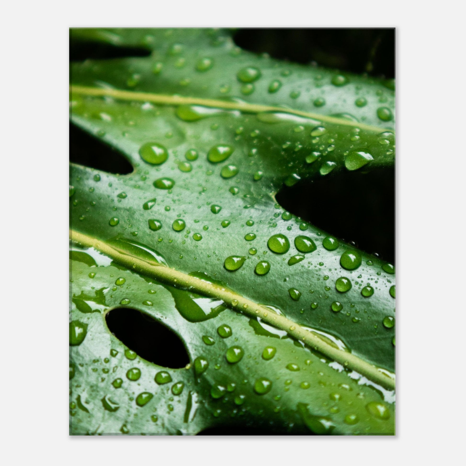 Tropical Monstera Leaf with Rain Drops - Nature Canvas Wall Art Print Front View