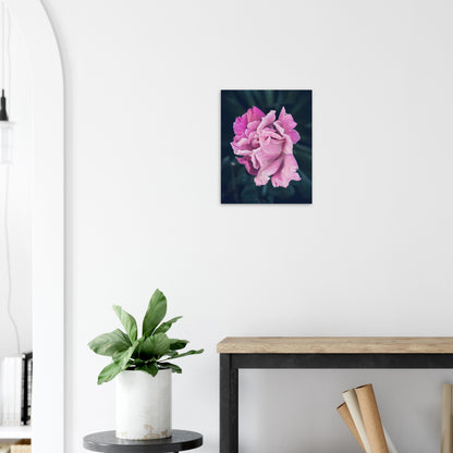 Elegant Pink Rose - Nature Canvas Wall Art Print Hallway