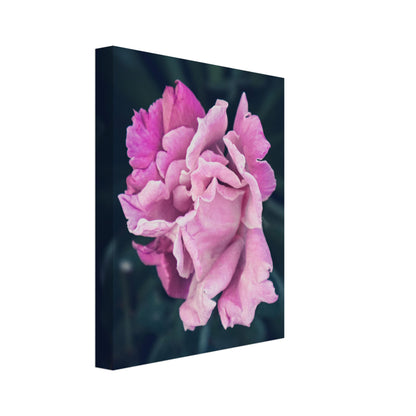 Elegant Pink Rose - Nature Canvas Wall Art Print Option 3