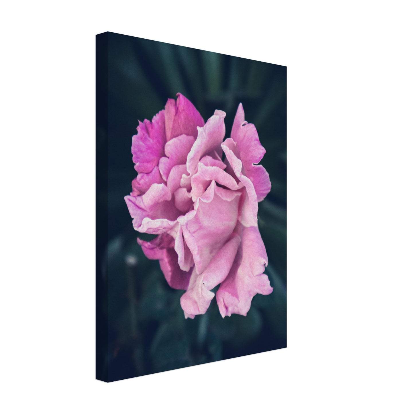 Elegant Pink Rose - Nature Canvas Wall Art Print Option 2