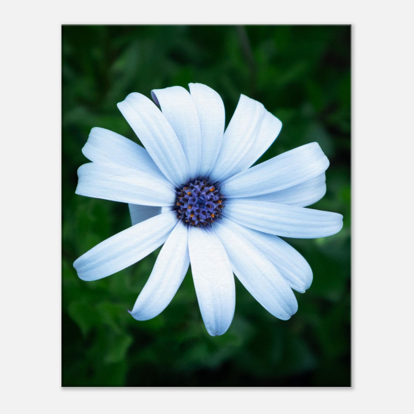 Bright White Flower with Purple Center - Nature Canvas Wall Art Print Front View