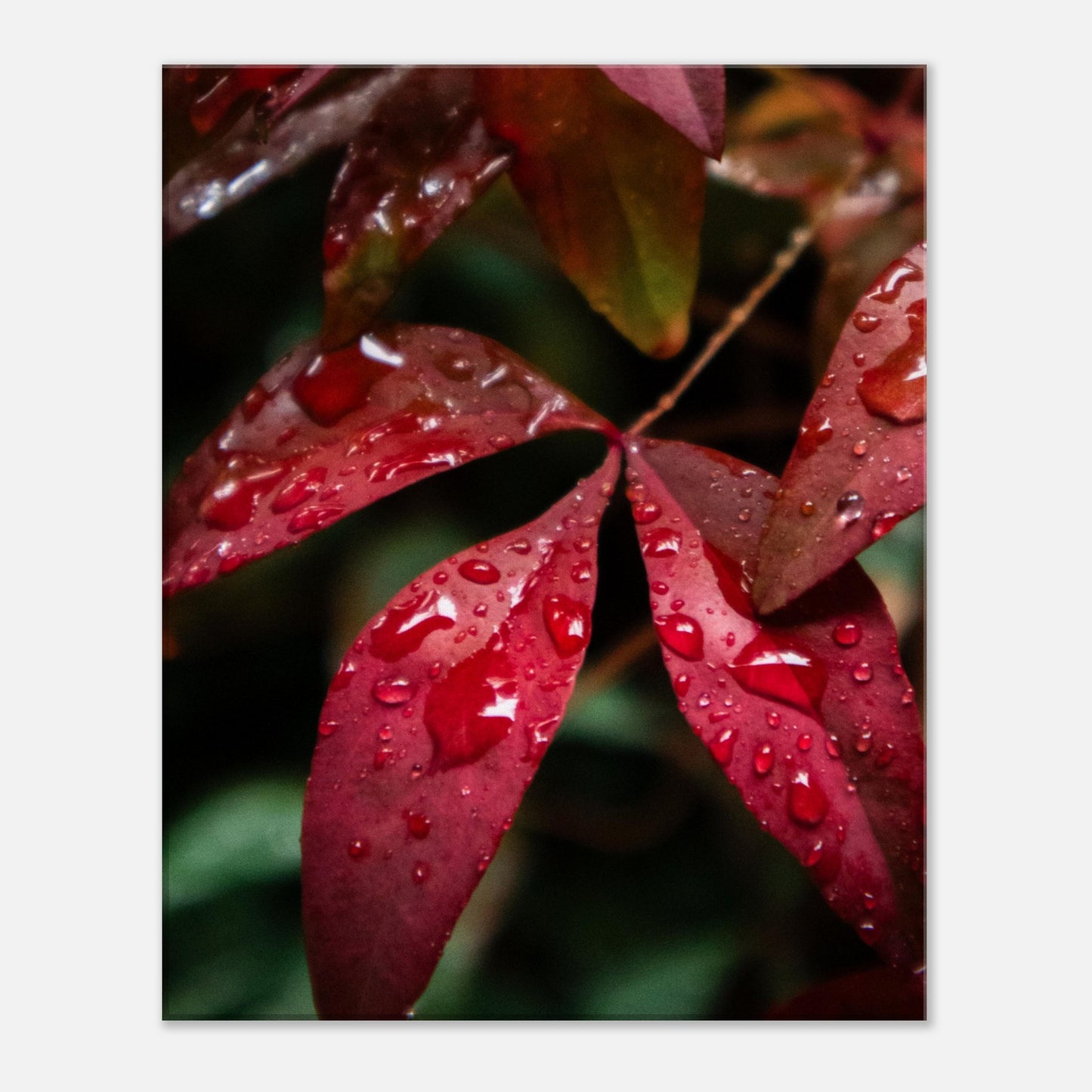 Rich Red Autumn Leaves with Rain Drops - Nature Canvas Wall Art Print Front View