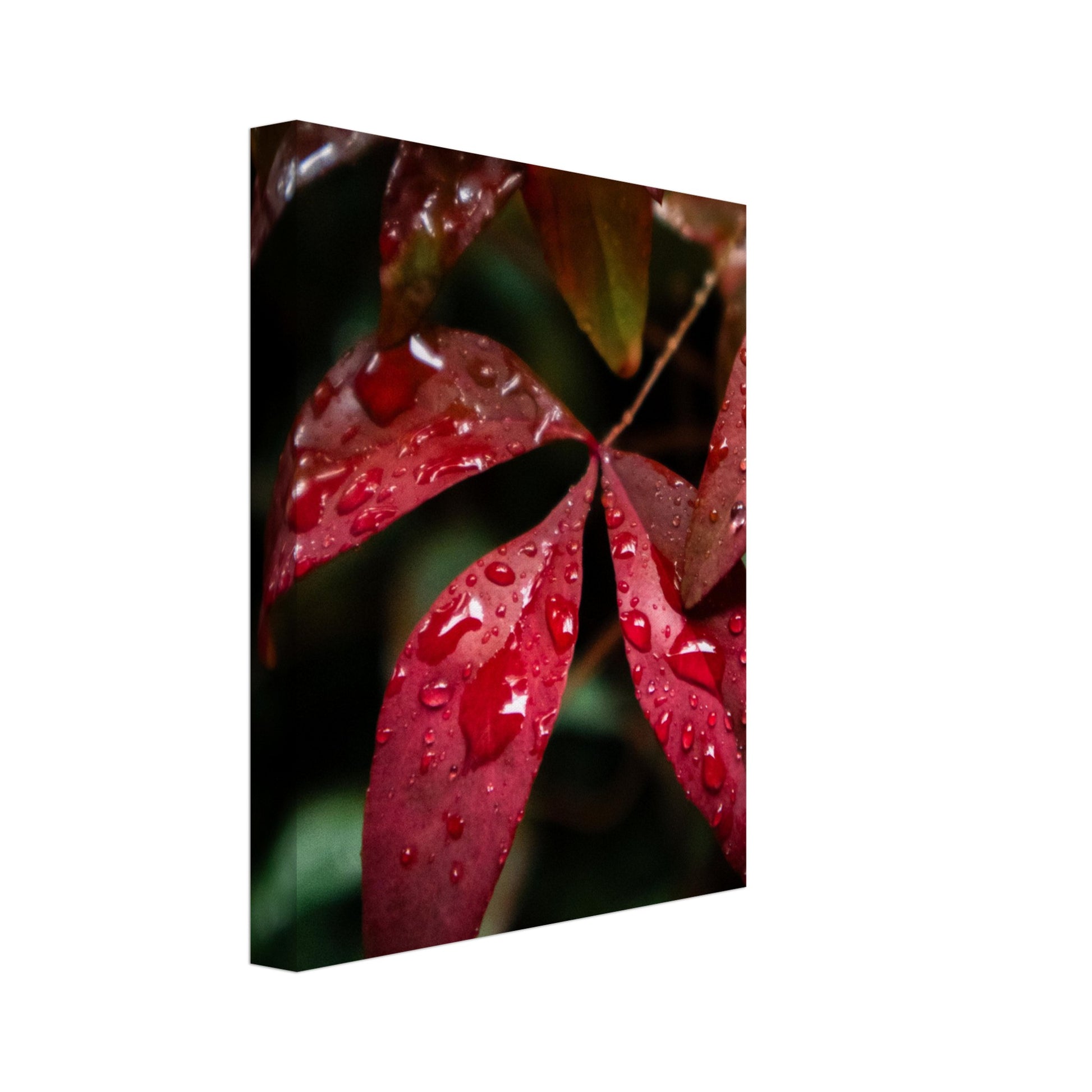 Rich Red Autumn Leaves with Rain Drops - Nature Canvas Wall Art Print Option 2