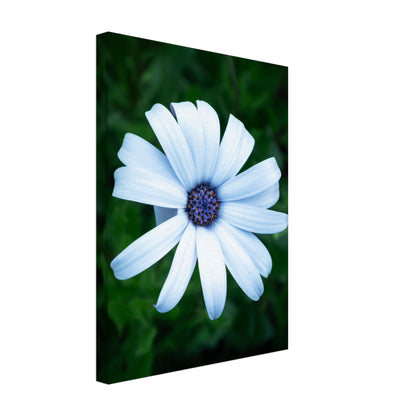 Bright White Flower with Purple Center - Nature Canvas Wall Art Print Option 2