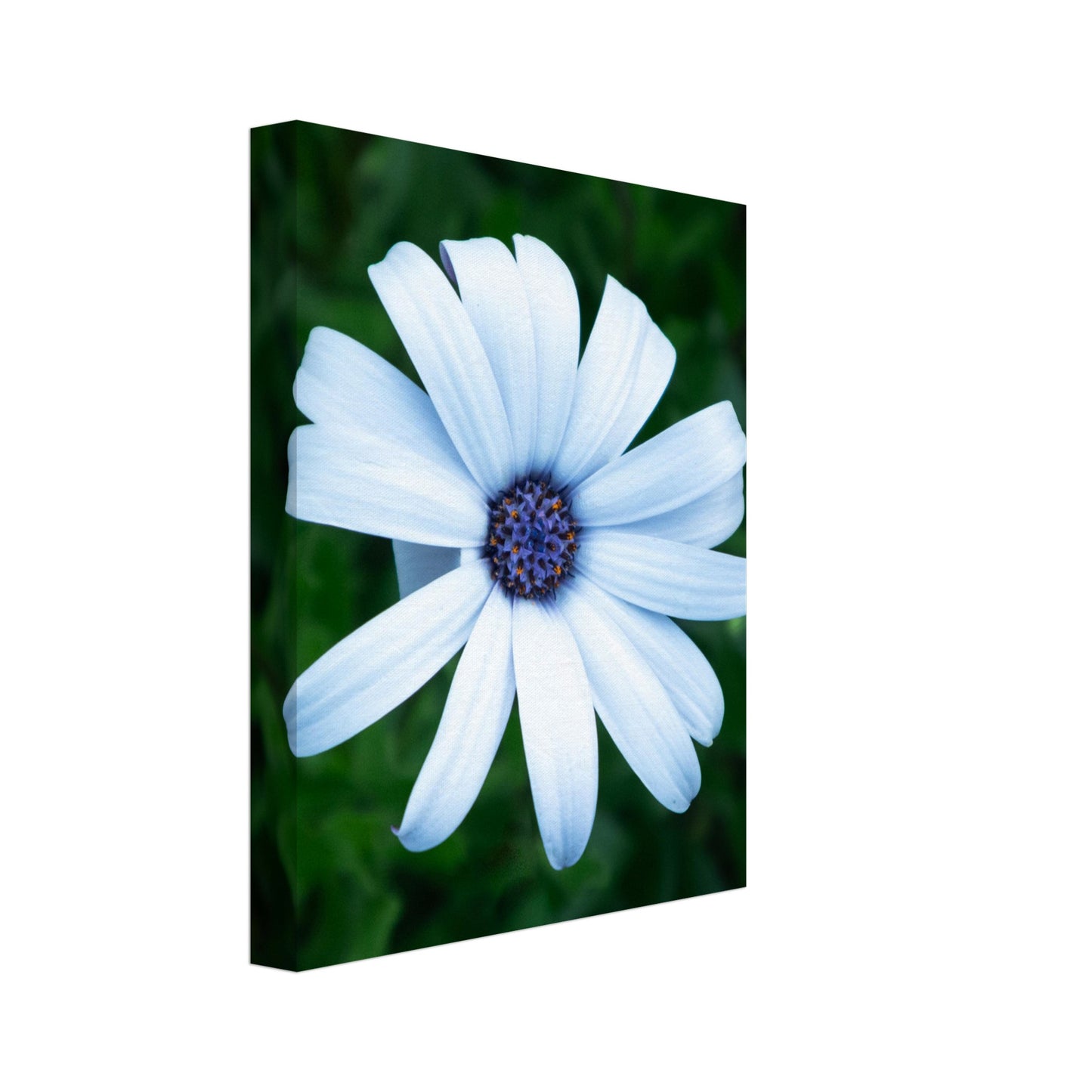 Bright White Flower with Purple Center - Nature Canvas Wall Art Print Option 3