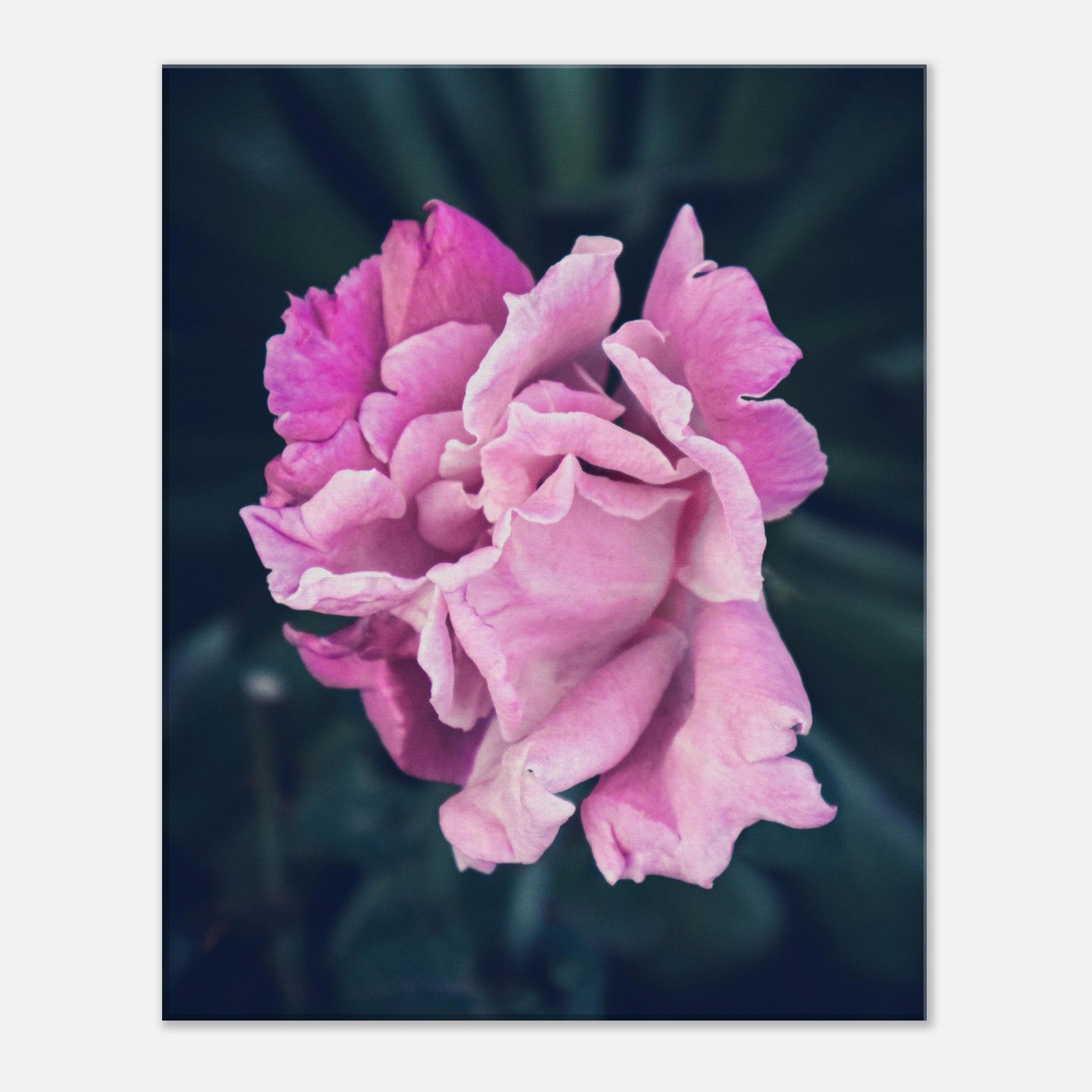 Elegant Pink Rose - Nature Canvas Wall Art Print Front View