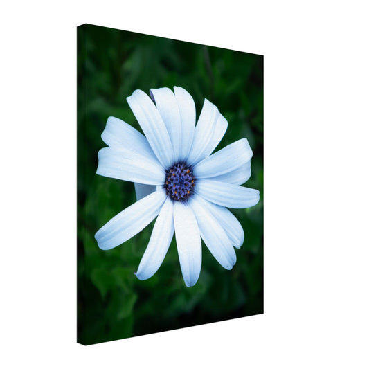 Bright White Flower with Purple Center - Nature Canvas Wall Art Print Option 1