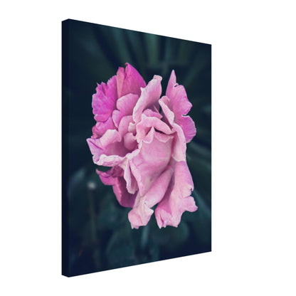 Elegant Pink Rose - Nature Canvas Wall Art Print Option 1