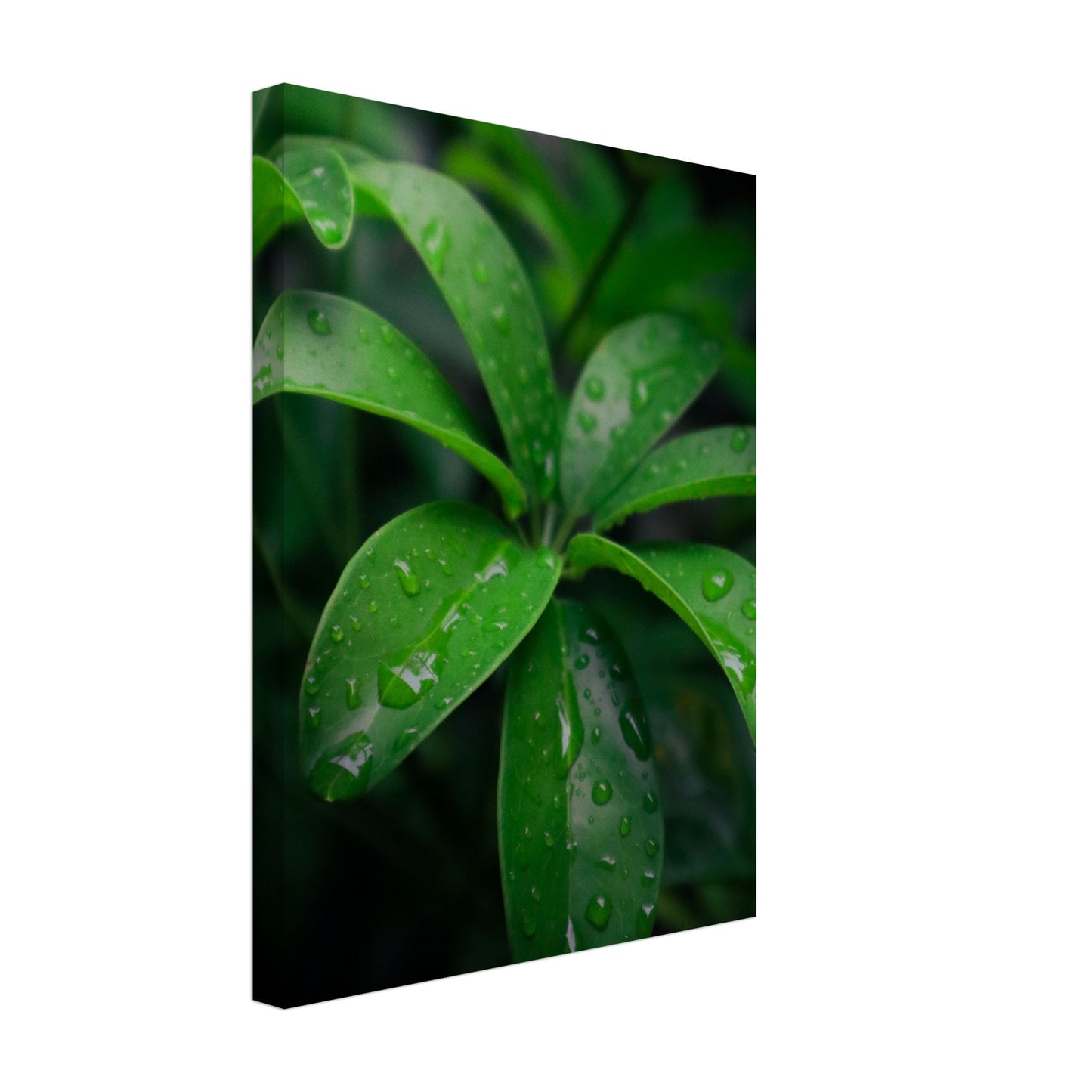 Vibrant Green Tropical Leaves with Rain Drops - Nature Canvas Wall Art Print Option 3